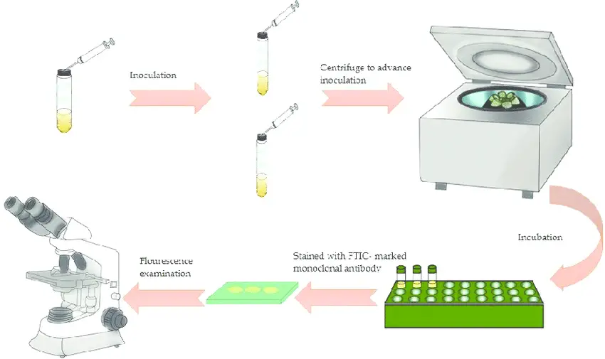 Shell Vial Cell Culture