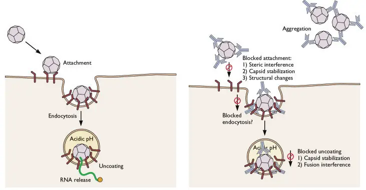 Neutralizing antibodies prevents viral infection