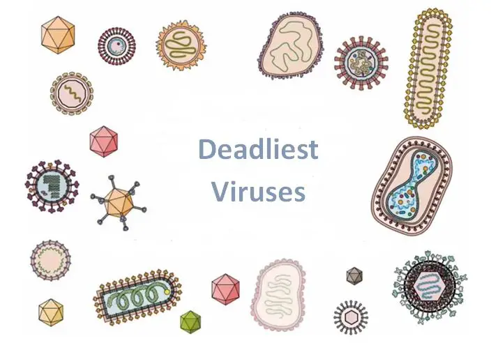 5 Most Dangerous Viral Infections In History