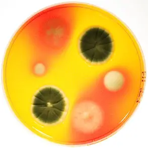 Dermatophyte Test Medium Culture Plate