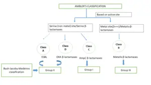 ESBL And Classification Of Lactamases Microbe Online   Ambler Classification 300x169 