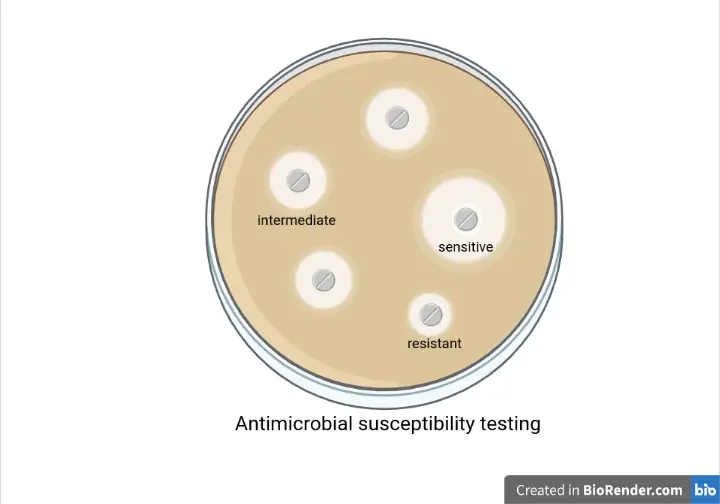 What does Susceptible, Intermediate, and Resistant Mean? • Microbe