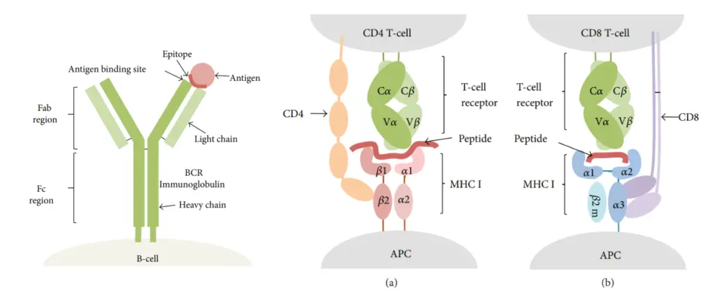 Epitopes: Types, Function, Epitope Spreading – Microbe Online