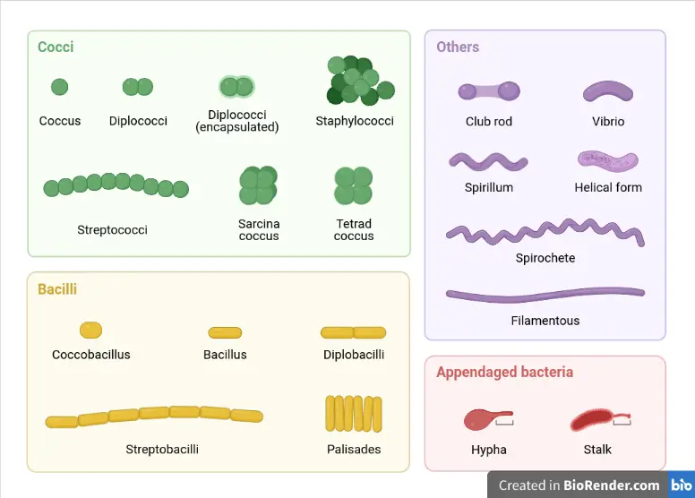 Various morphology of bacteria