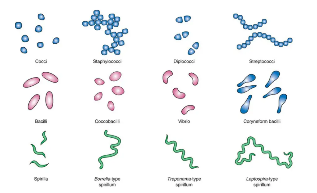 Basic morphological shapes of bacteria