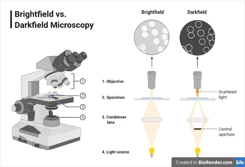Components of Bright field microscope and difference in illumination with darkfield microscope. 