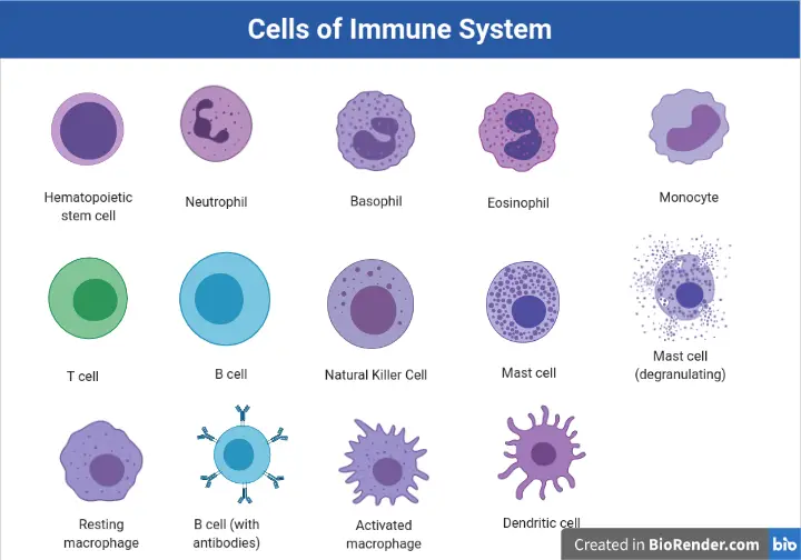 Cells of the Immune System