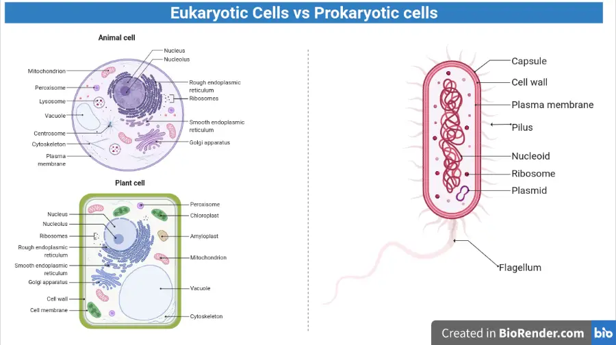 Eukaryotic and Prokaryotic cells 