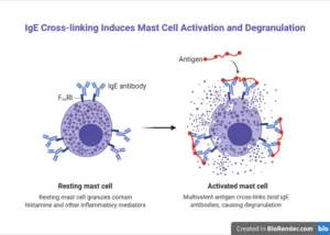 IgE Antibodies: Structure, Properties, And Functions – Microbe Online