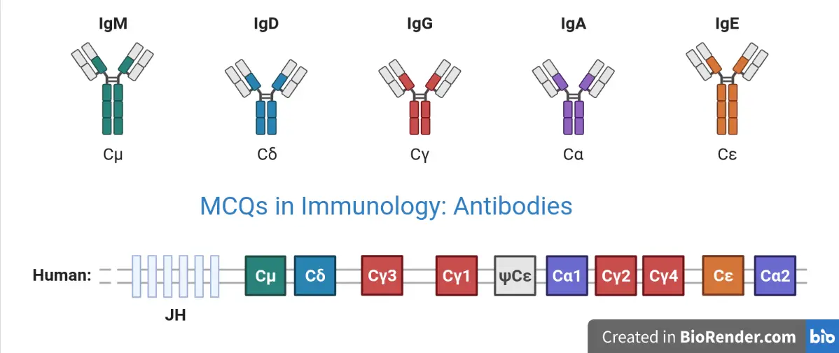 MCQ Immunology: Antibodies with Answers
