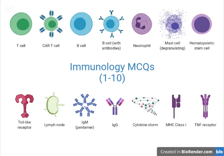 Immunology MCQs and Answers (1-10)