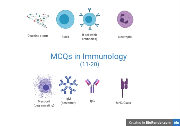 Immunology MCQs (11-20): Answers with Explanations