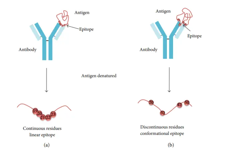 Epitopes: Types, Function, Epitope Spreading – Microbe Online