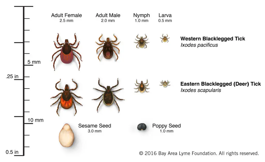 4 distinct life stages of tick