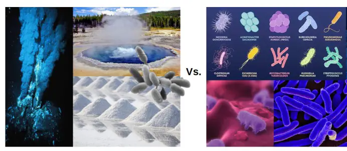 Archaea: Characteristics, Similarities, Differences with Bacteria