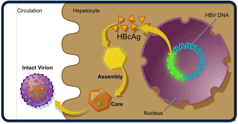 Why HBcAg is not detected in Serum?