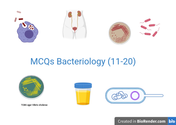 MCQs Bacteriology (11-20): Bacterial Infections with Answers