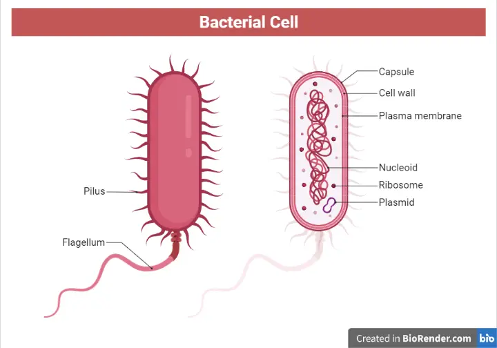 Structure Of Bacterial Cells Archives Microbe Online