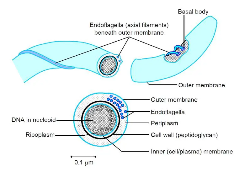 Endoflagella of spirochetes