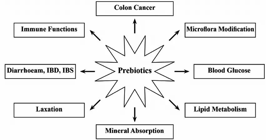 Possible health benefits of prebiotics