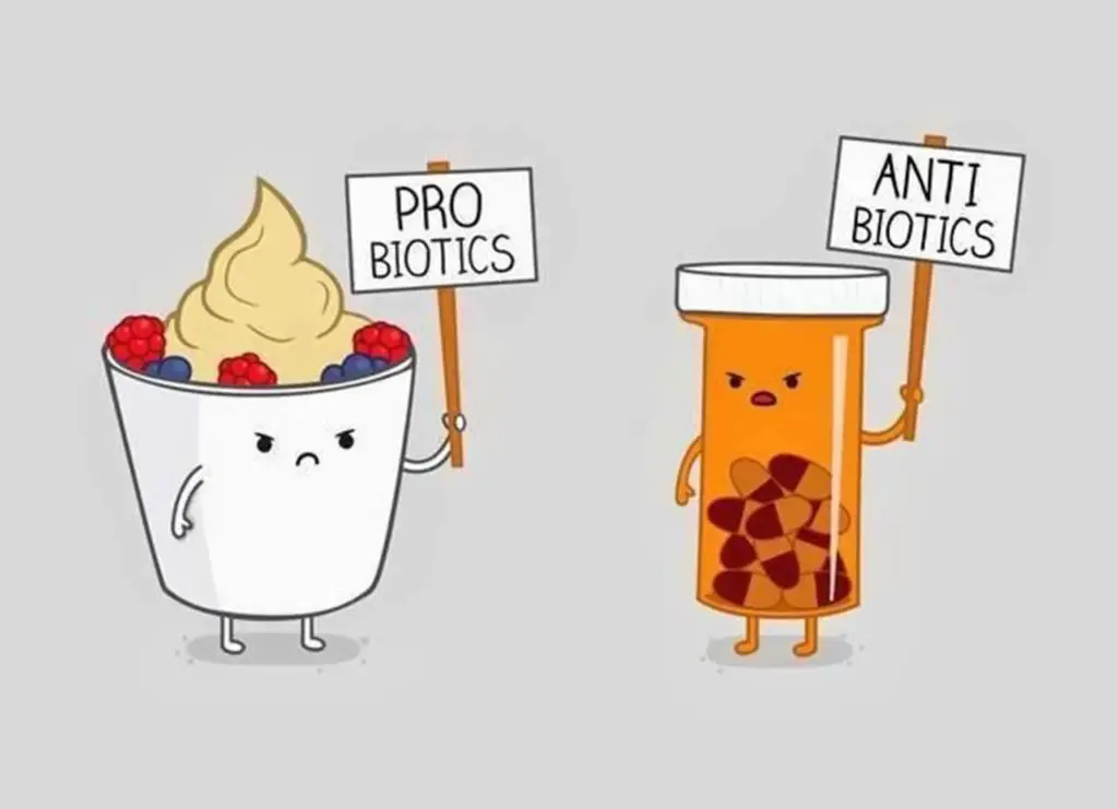 Probiotic vs antibiotics