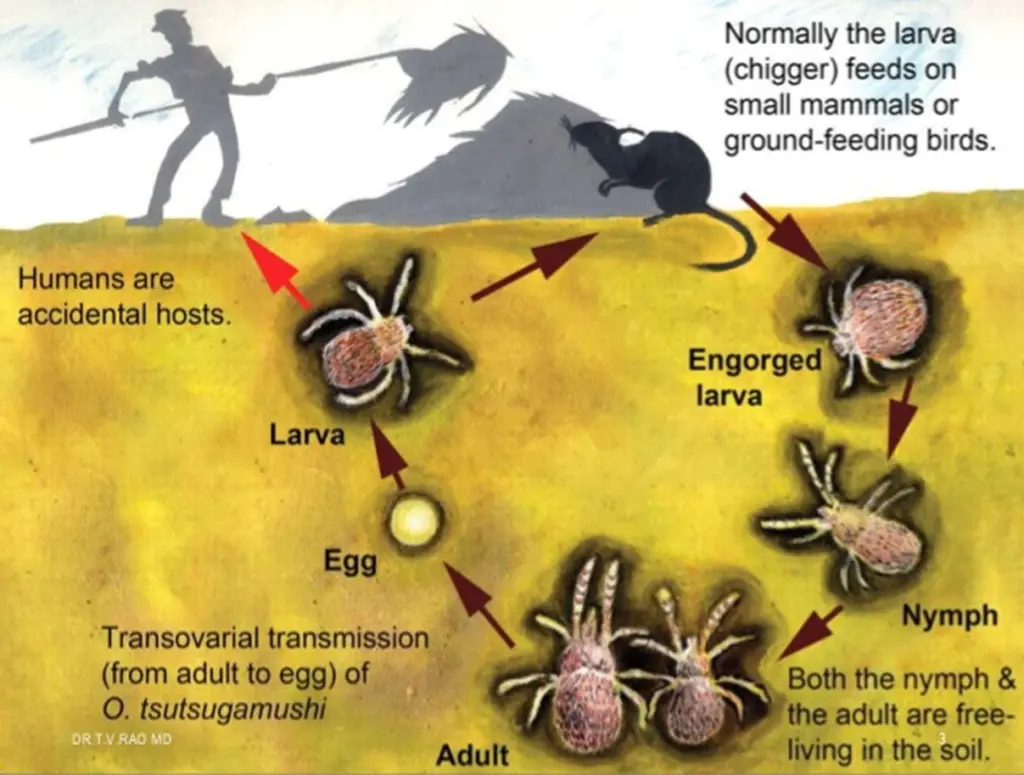 Life Cycle of Chiggers Mite