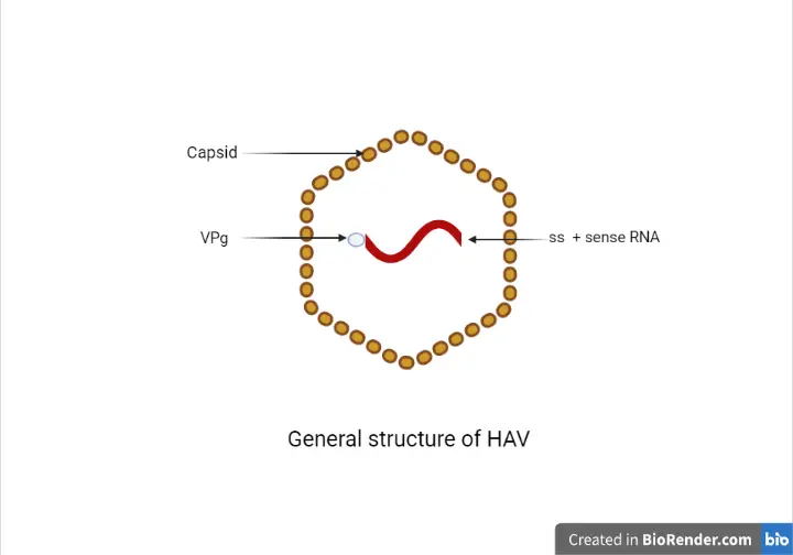 Hepatitis A Virus: Structure, Pathogenesis, and Diagnosis
