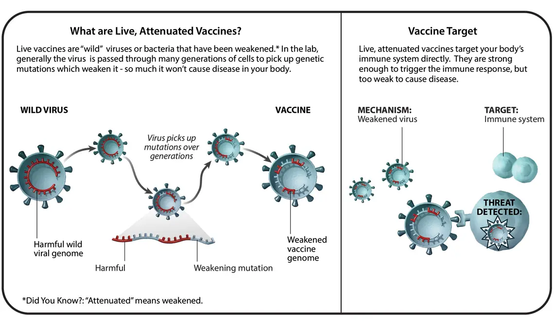 Is hepatitis vaccine a live or killed vaccine?