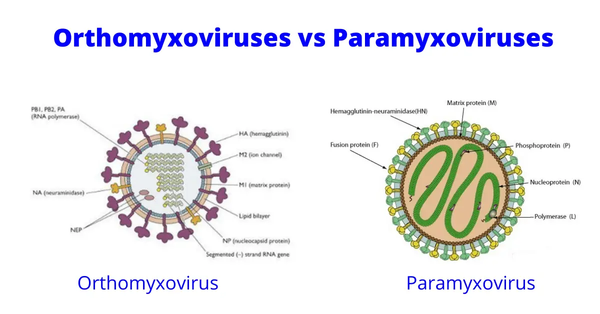 Properties of Orthomyxoviruses and Paramyxoviruses