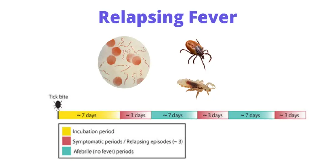 What Does Relapsing Fever Mean In Medical Terms