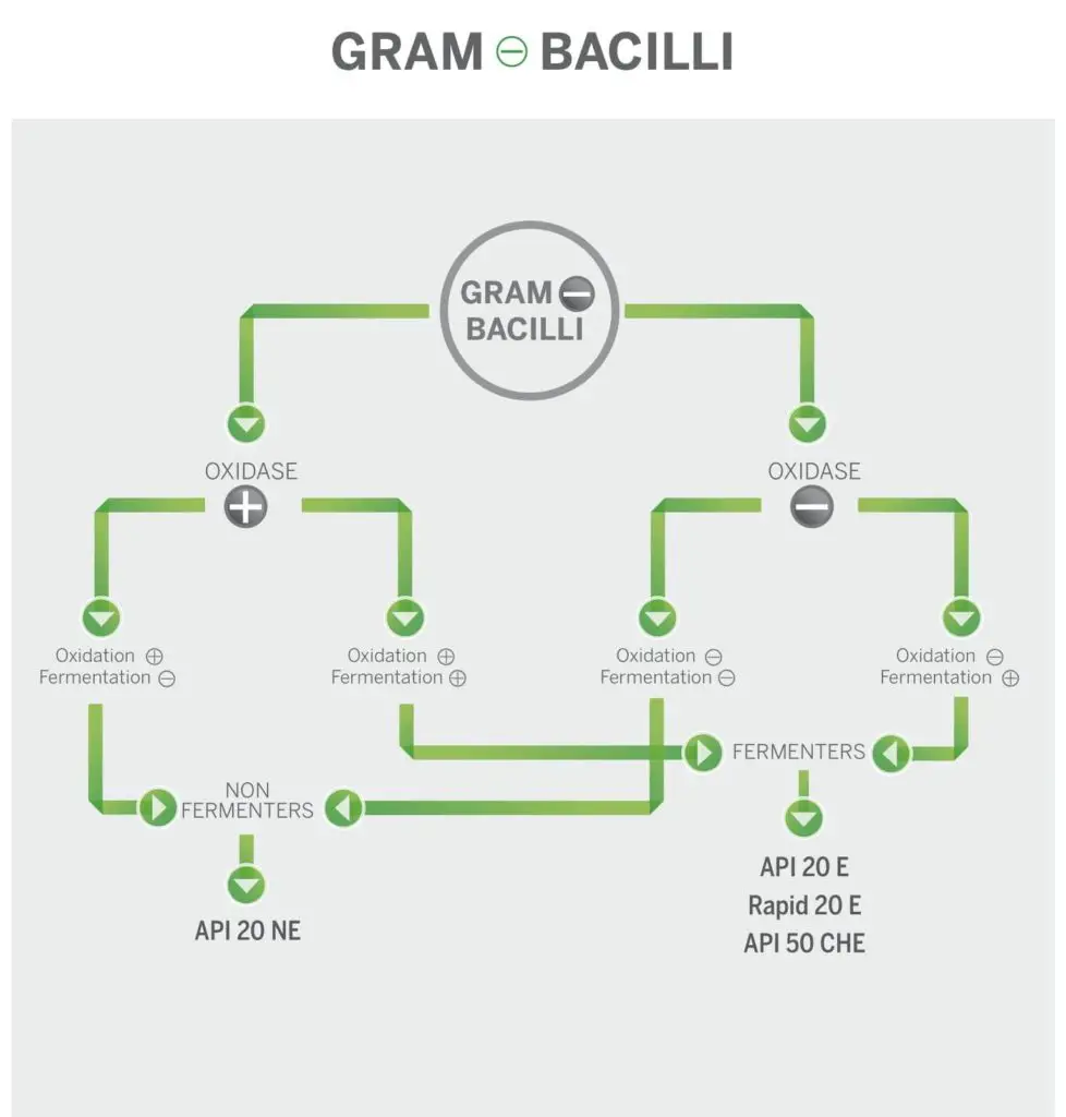 API test methods for the identification of gram negative bacilli
