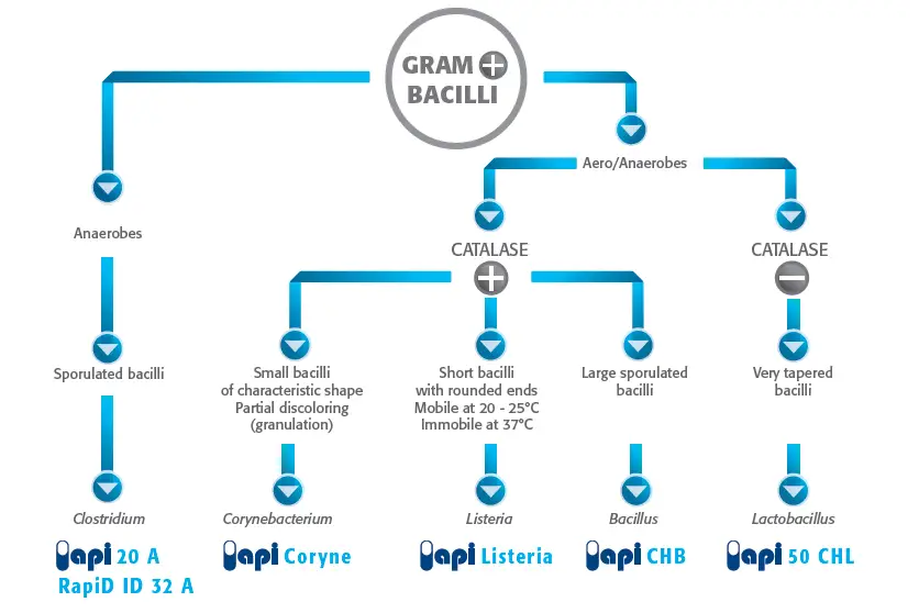 API for the identification of Gram positive bacilli