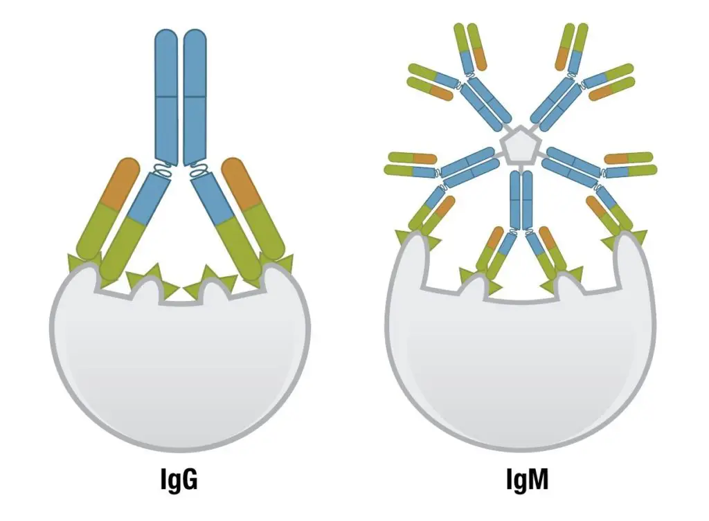 IgG has higher affinity but IgM has higher avidity because of its pentameric nature.