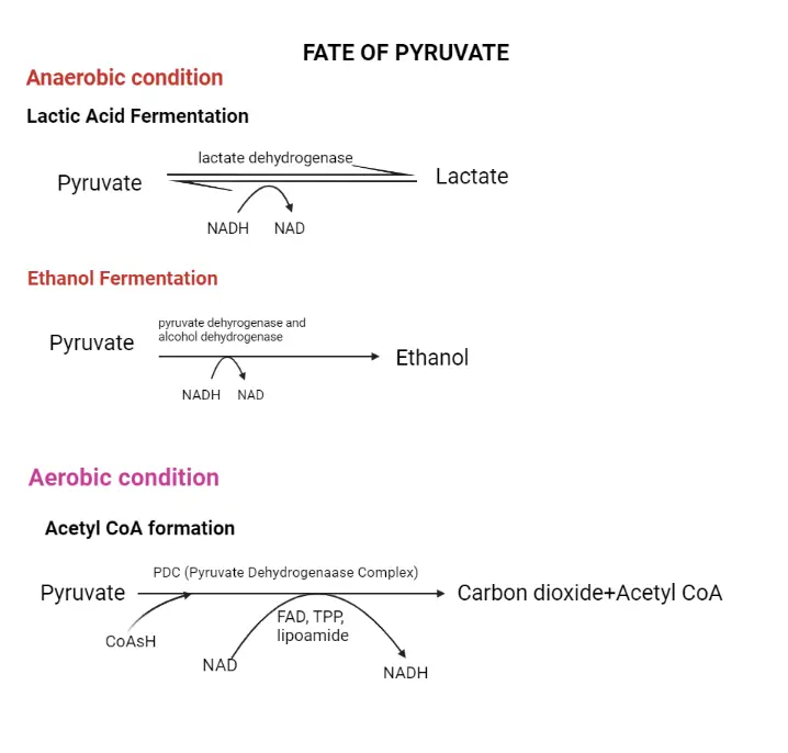 Different Fates of Pyruvate