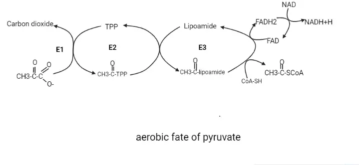 Aerobic Fate of Pyruvate