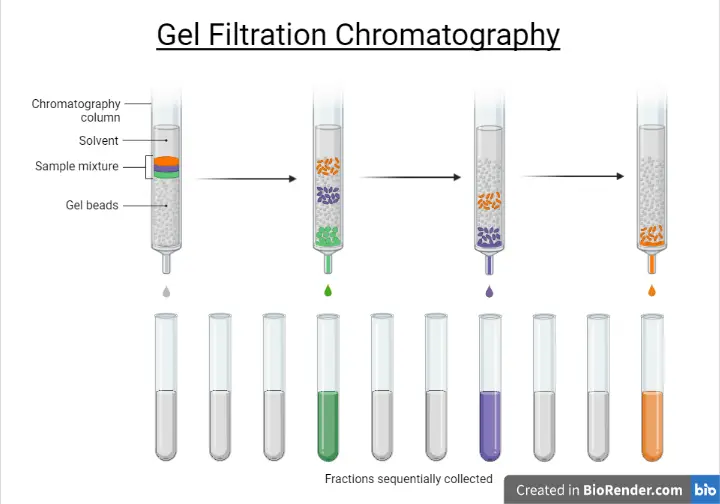 Gel Filtration Chromatography • Microbe Online