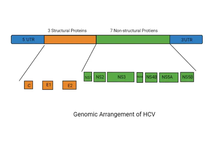 Genomic structure of HCV