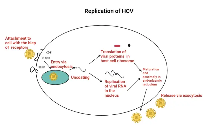 Replication of HCV