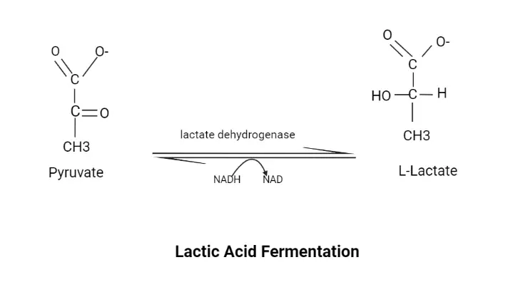 Lactic Acid Fermentation (Anaerobic fate of pyruvate)