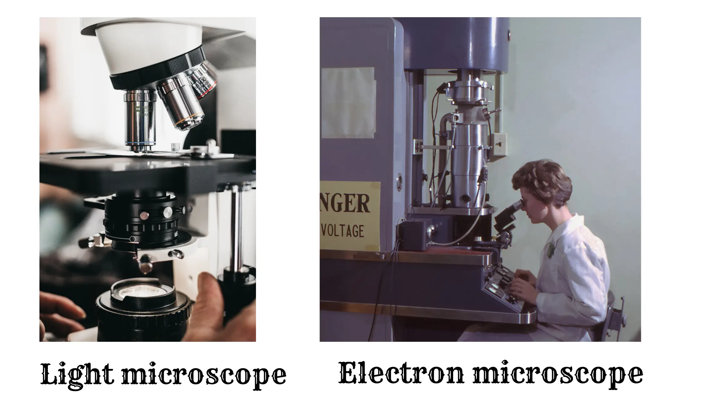 Types of Microscopes and Their Uses