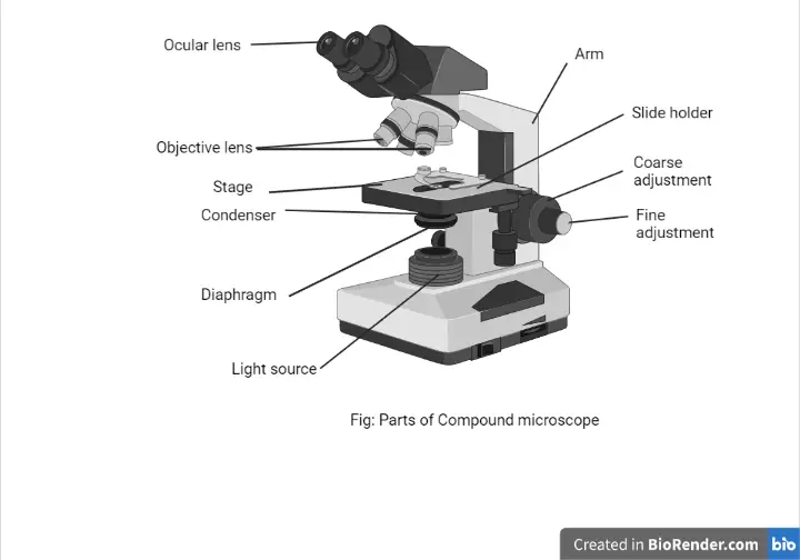 Parts of a Microscope with Their Functions