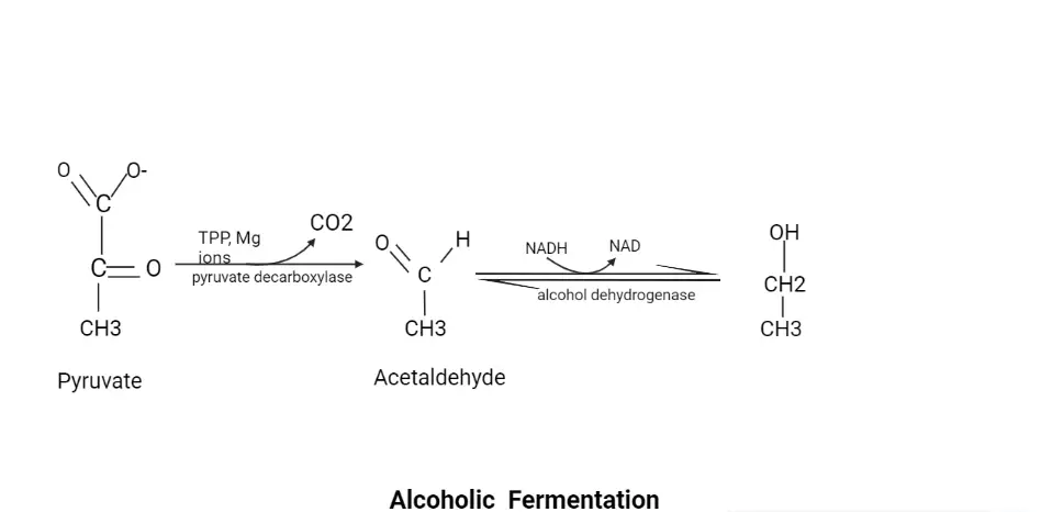Alcoholic Fermentation (Anaerobic Fate of Pyruvate)
