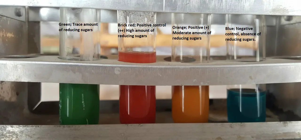 benedict-s-test-principle-procedure-uses-and-limitation-microbe