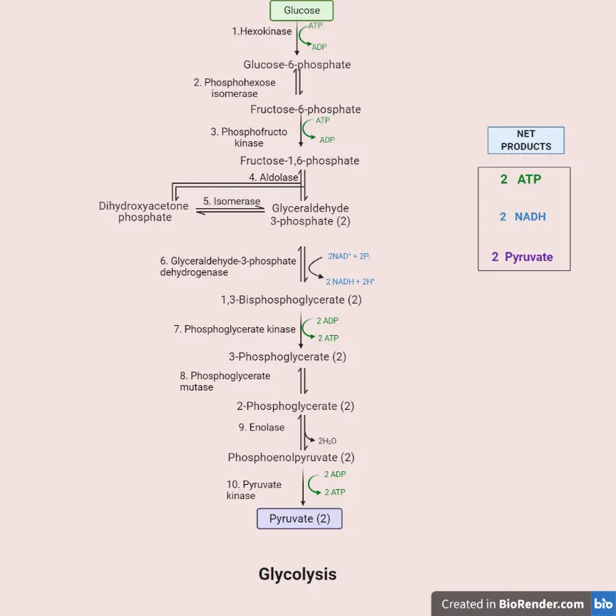 Glycolysis: Enzymes, Steps, and Products