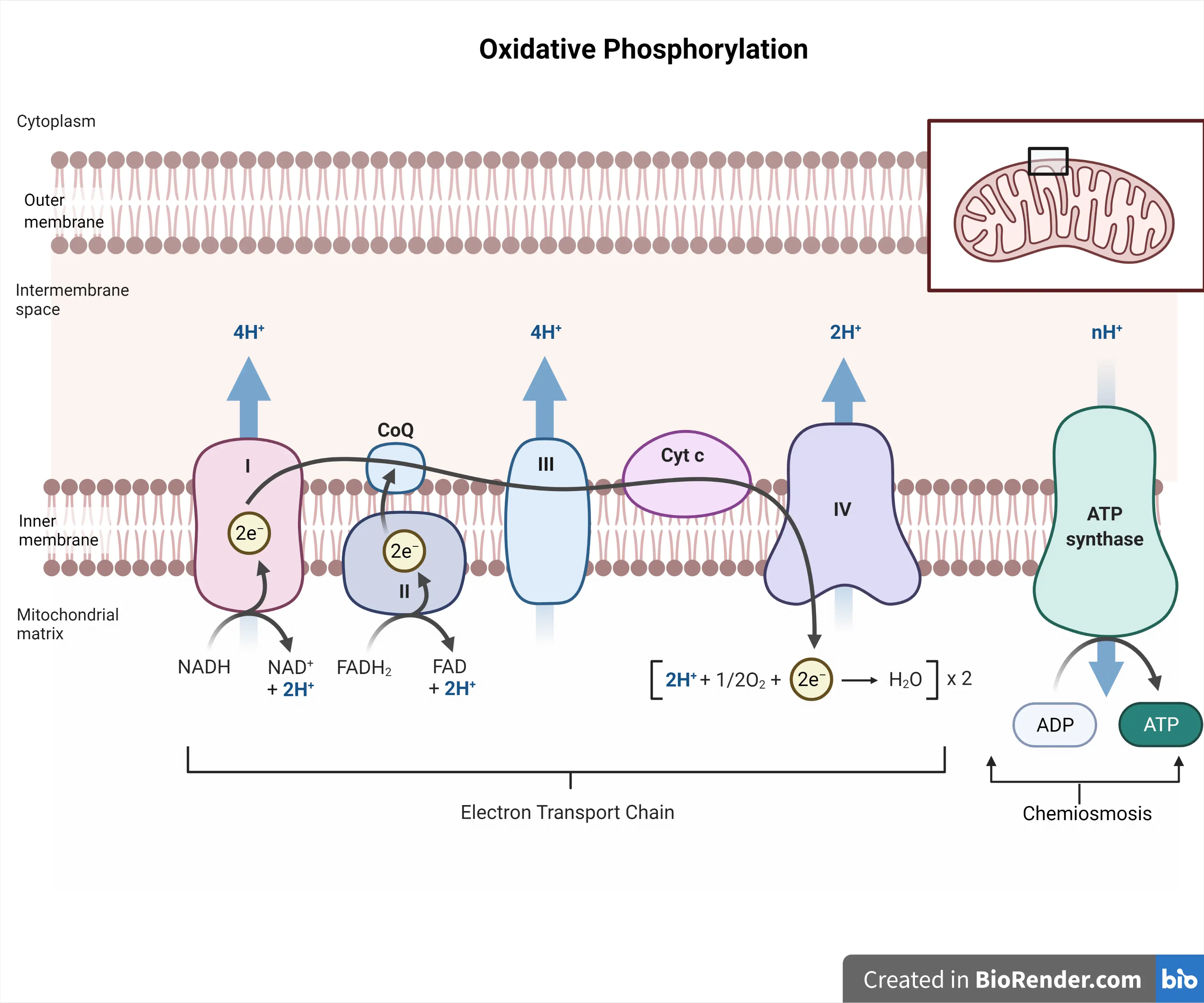 Oxidative Phosphorylation: Mechanism and Regulation