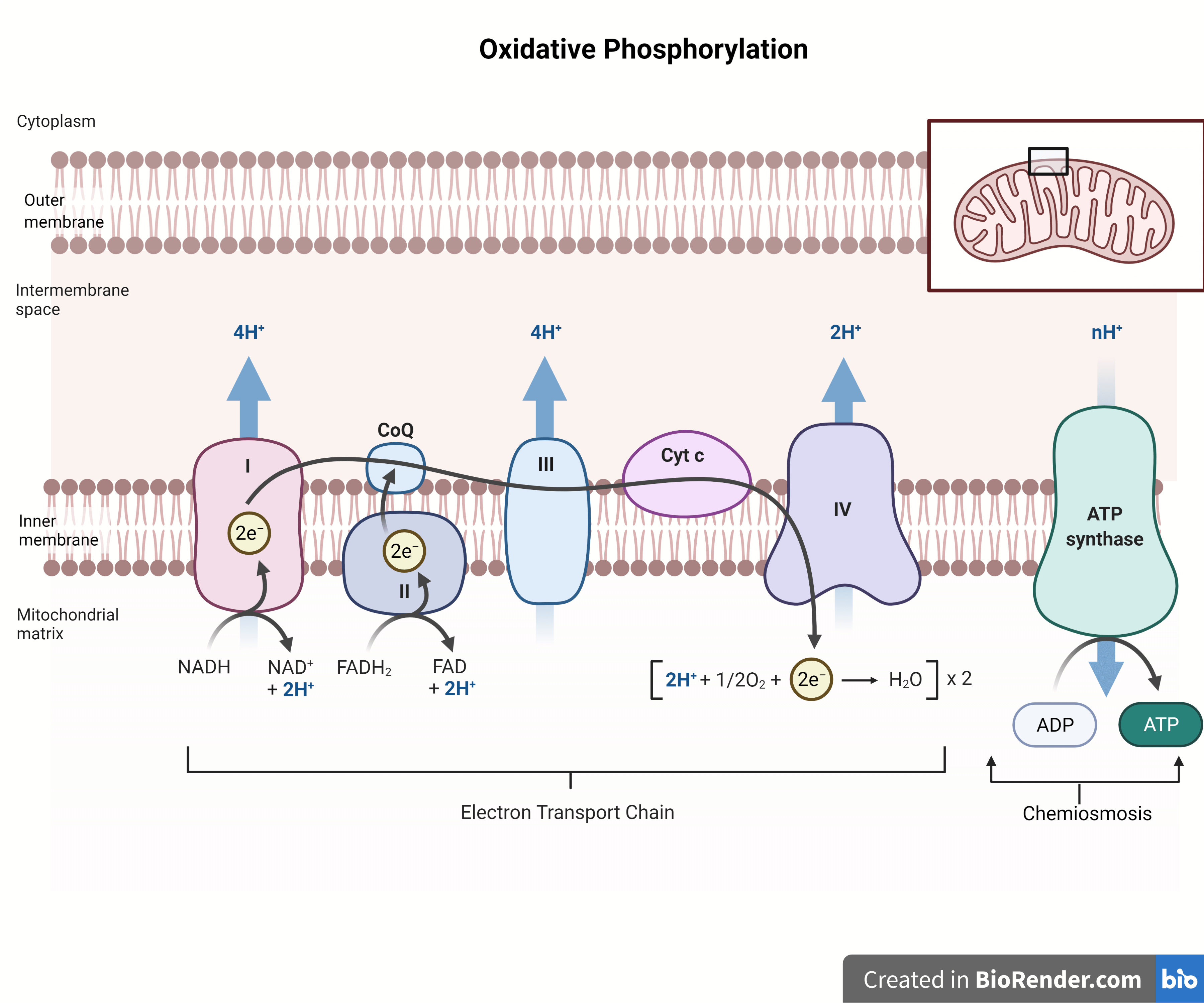 phosphorylation reaction mechanism