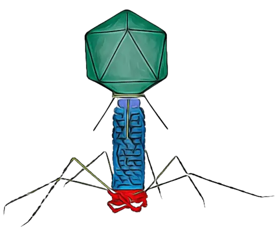 Bacteriophages: Discovery, Detection, and Applications
