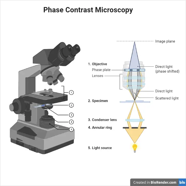 Phase Contrast Microscope: Principle, Types and Applications