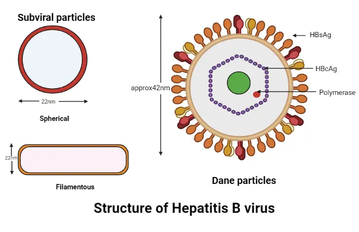 Structure of hepatitis B virus