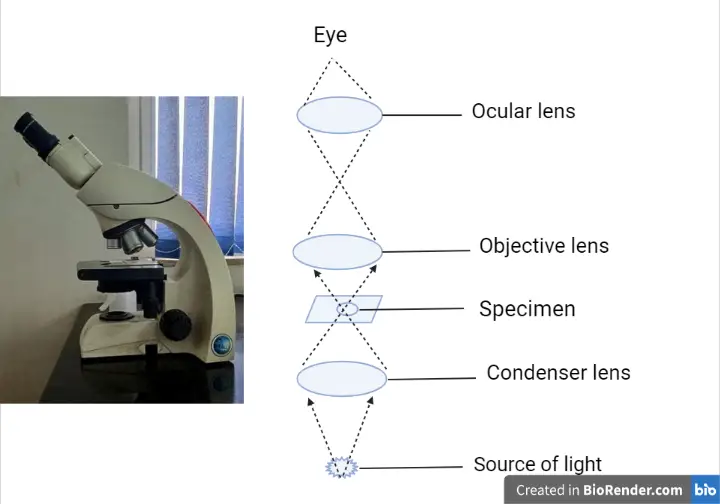 Working Mechanism of Light Microscope
